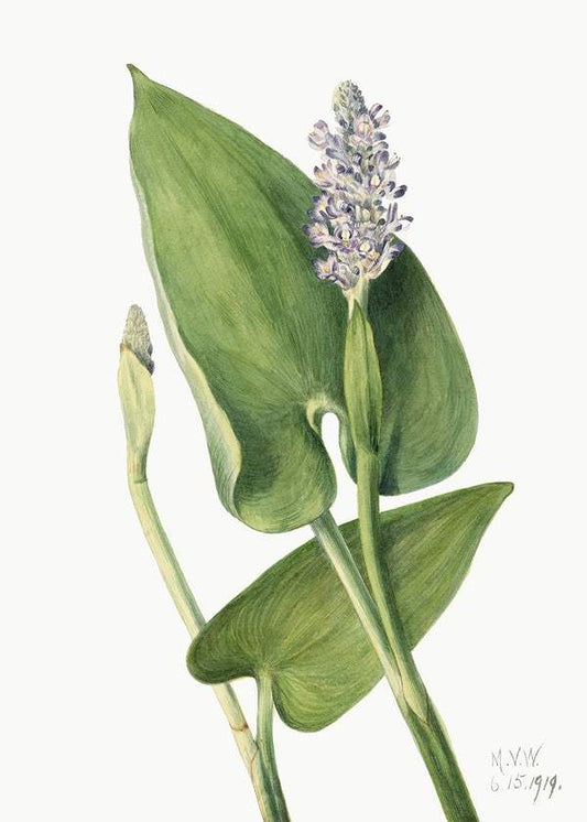 Pickerelweed (Pontederia cordata) (1919) by Mary Vaux Walcott