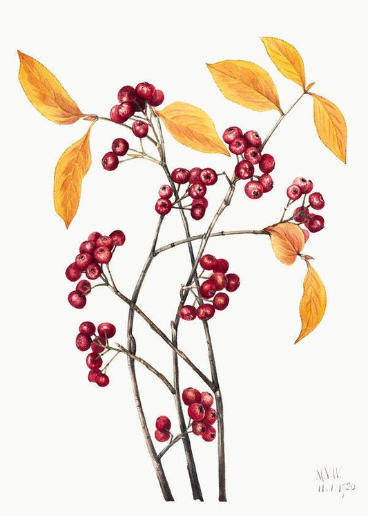 Red Chokeberry by Mary Vaux Walcott