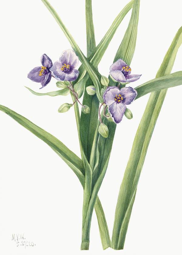 Virginia Spiderwort (Tradescantia virginiana) (1920) by Mary Vaux Walcott