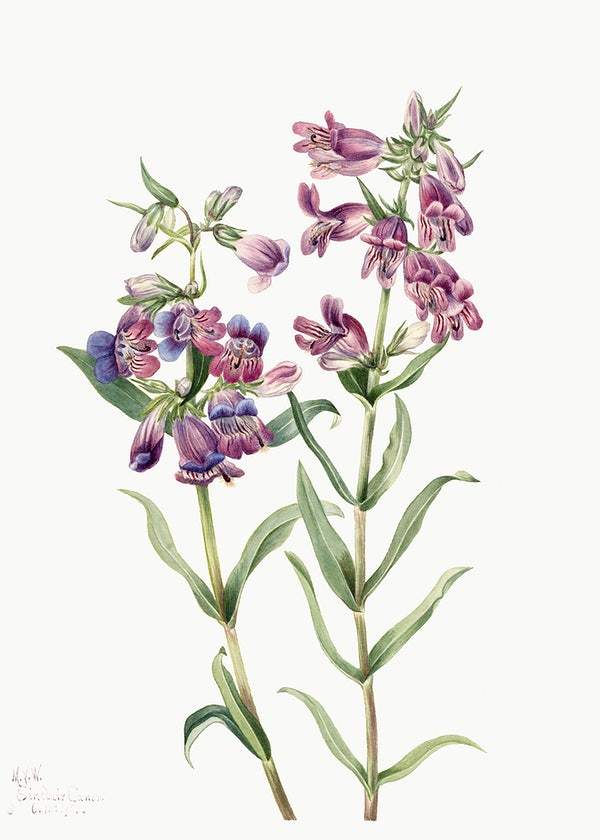 Prairie Pentstemon by Mary Vaux Walcott