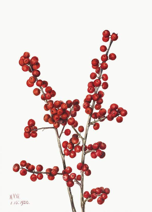 Winterberry (Ilex verticillata) (1920) by Mary Vaux Walcott