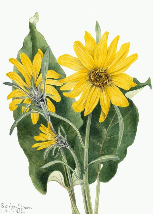 Balsamroot by Mary Vaux Walcott