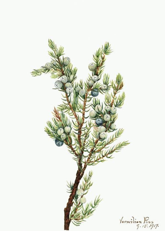 Mountain Juniper (Juniperus sibirica) (1917) by Mary Vaux Walcott