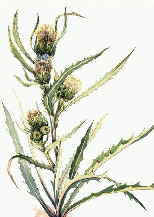 White Thistle (Cirsium hookeranum) by Mary Vaux Walcott