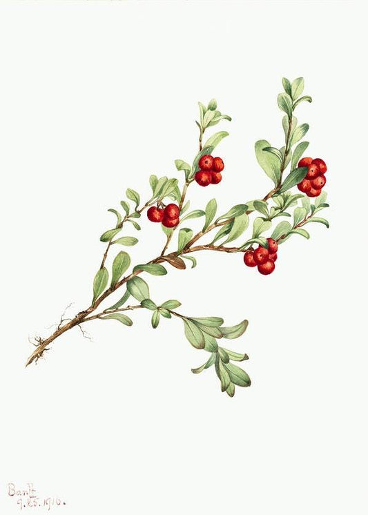 Bearberry by Mary Vaux Walcott