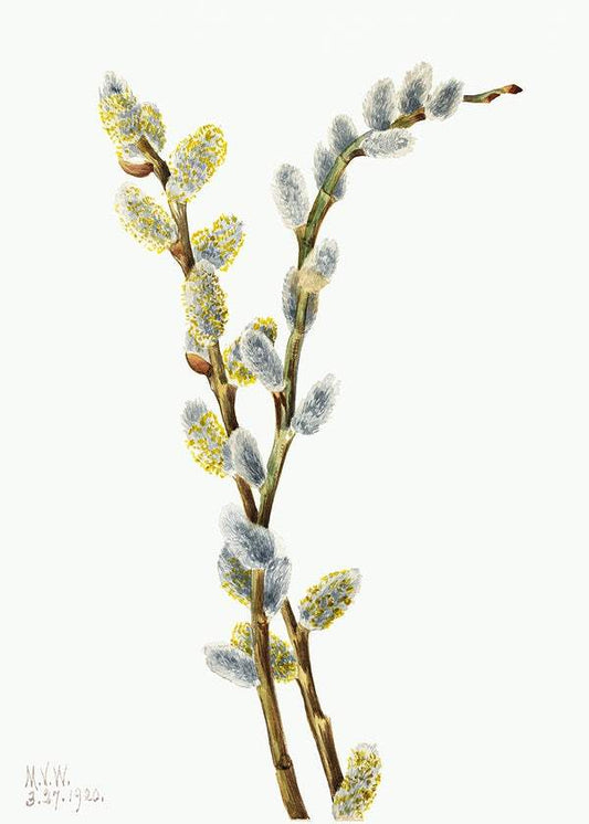 Pussy Willow (Salix discolor) (1920) by Mary Vaux Walcott