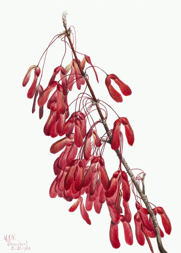 Carolina Maple (Acer carolinianum) (1923) by Mary Vaux Walcott