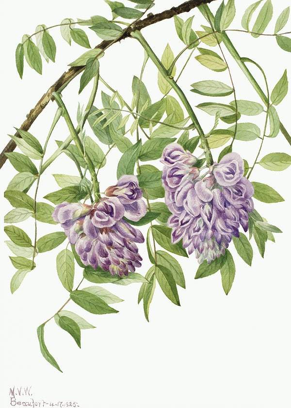 American Wisteria by Mary Vaux Walcott