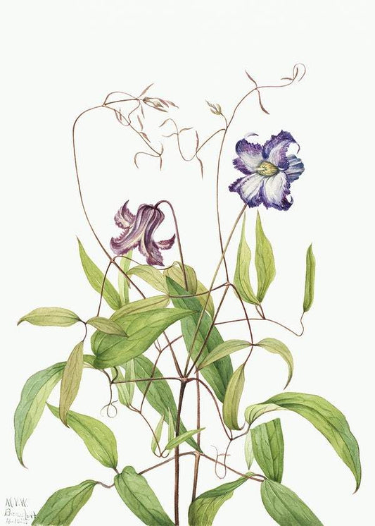 Curly Clematis by Mary Vaux Walcott