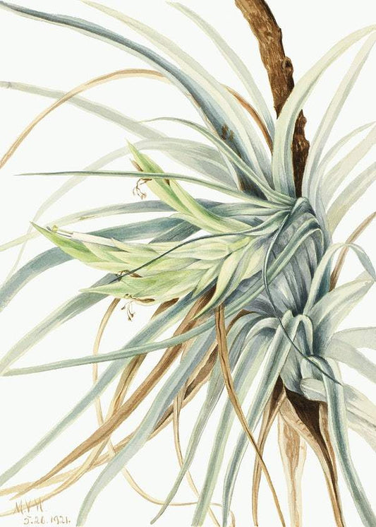 Wild Pineapple (Tillandsia fasciculata) (1921) by Mary Vaux Walcott