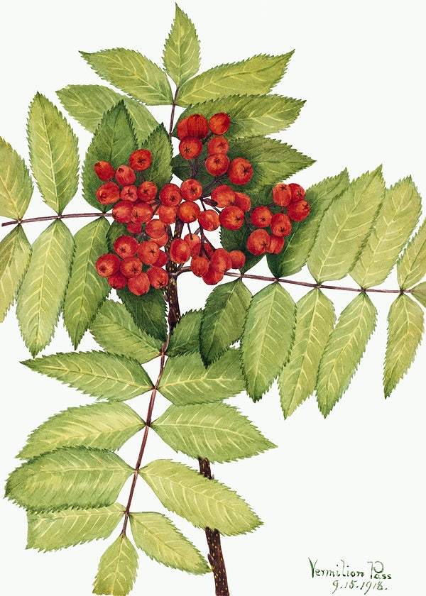 Western Mountain Ash (Sorbus sambucifolia) (1918) by Mary Vaux Walcott