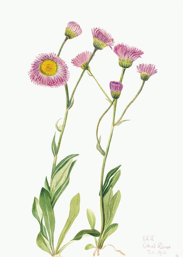 Meadow Fleabane by Mary Vaux Walcott