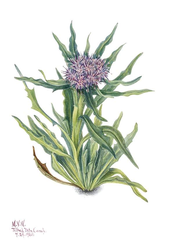 Saussurea (Saussurea densa) (1925) by Mary Vaux Walcott