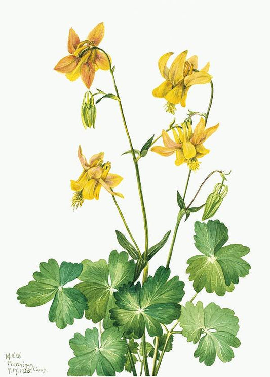 Lemon Columbine by Mary Vaux Walcott