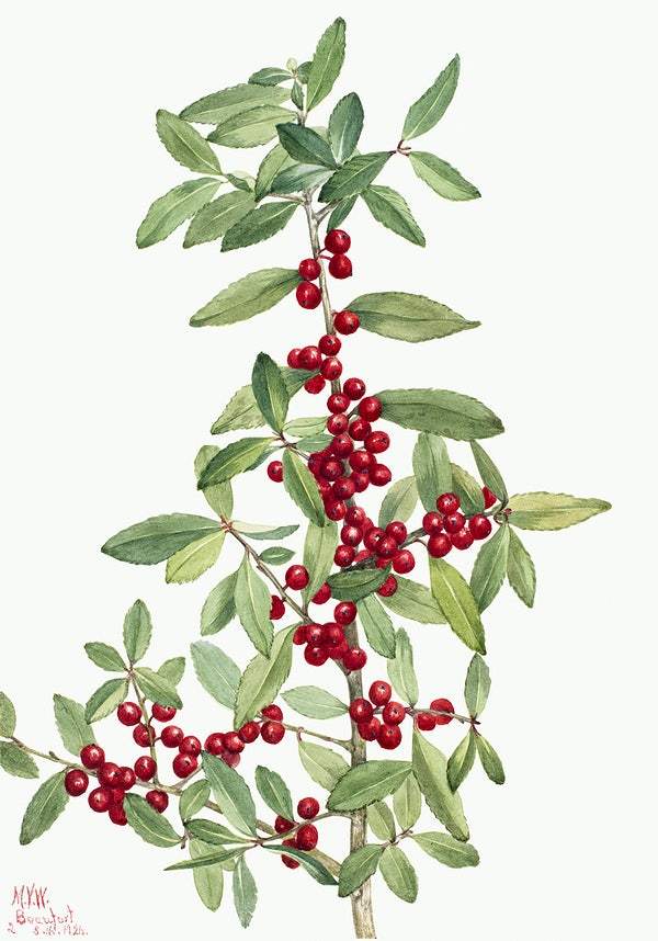 Yaupon (Ilex vomitoria) (1926) by Mary Vaux Walcott