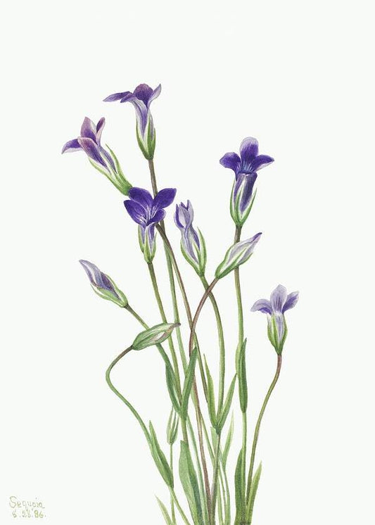 Gentian by Mary Vaux Walcott