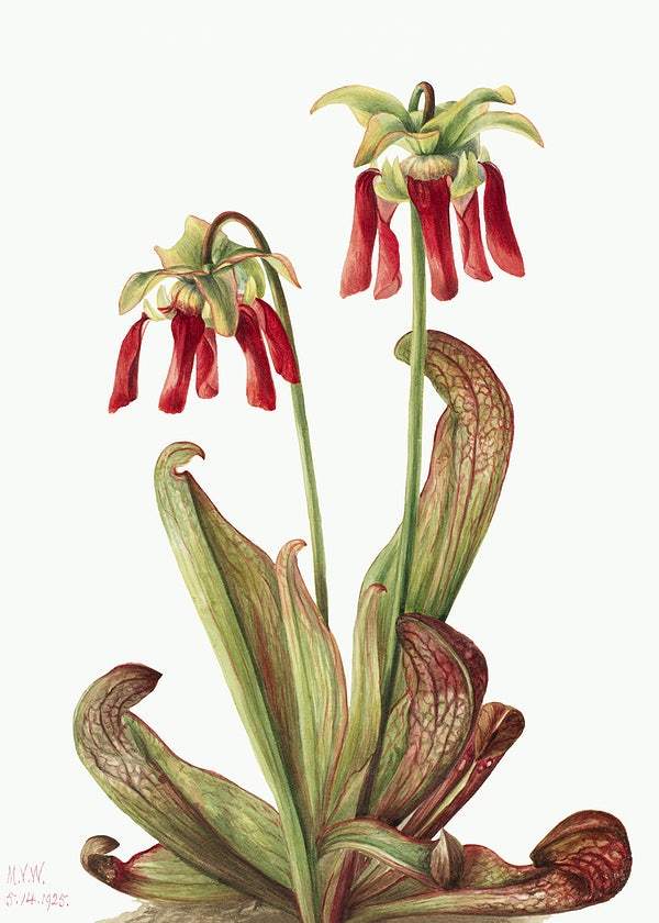 Parrot pitcherplant by Mary Vaux Walcott