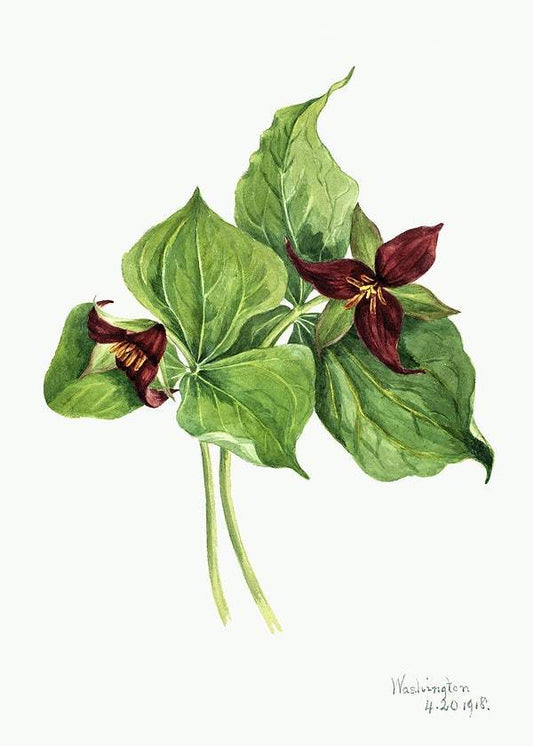 Red Trillium (Trillium erectum) (1918) by Mary Vaux Walcott