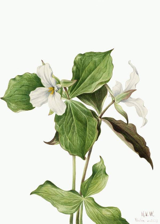 Large White Trillium by Mary Vaux Walcott