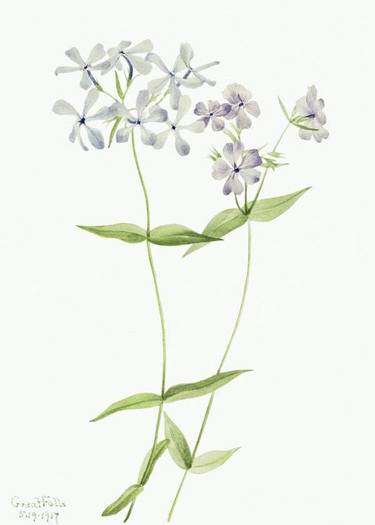 Blue Phlox by Mary Vaux Walcott