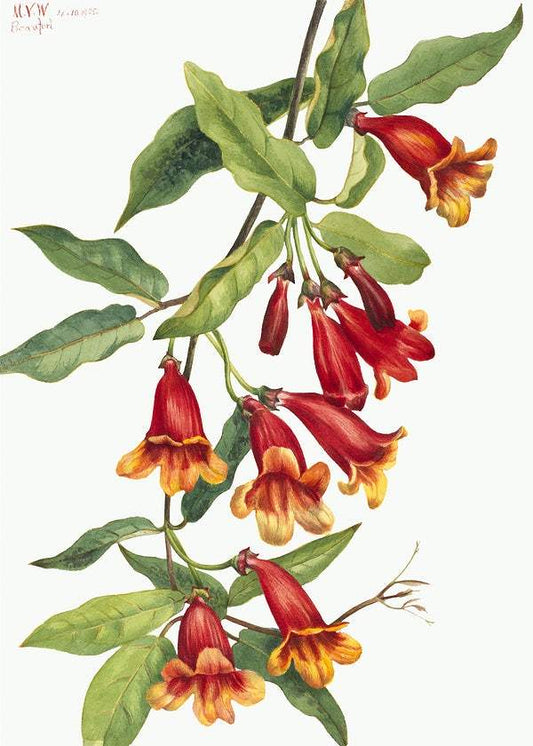 Crossvine (Anisostichus capreolatus) (1925) by Mary Vaux Walcott