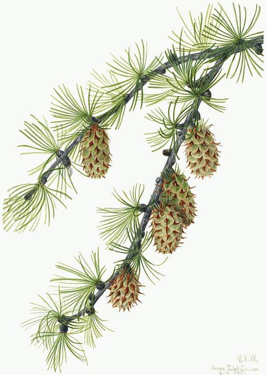 Western Larch (Larix occidentalis) (1923) by Mary Vaux Walcott