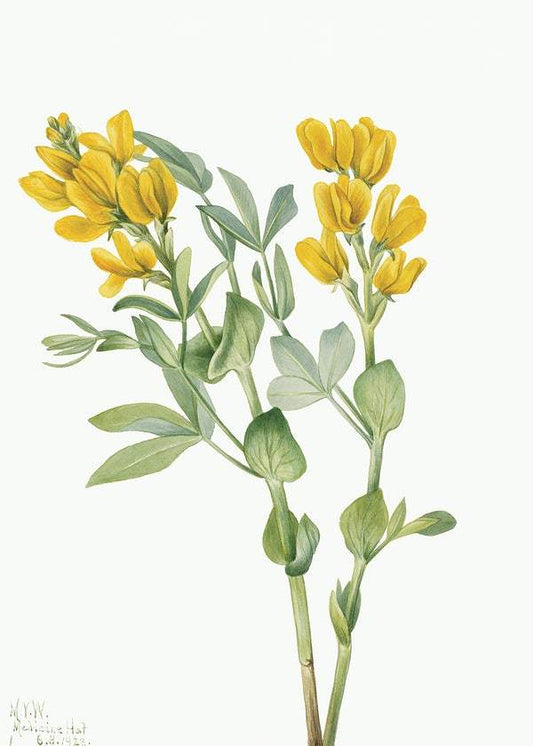 Golden pea by Mary Vaux Walcott