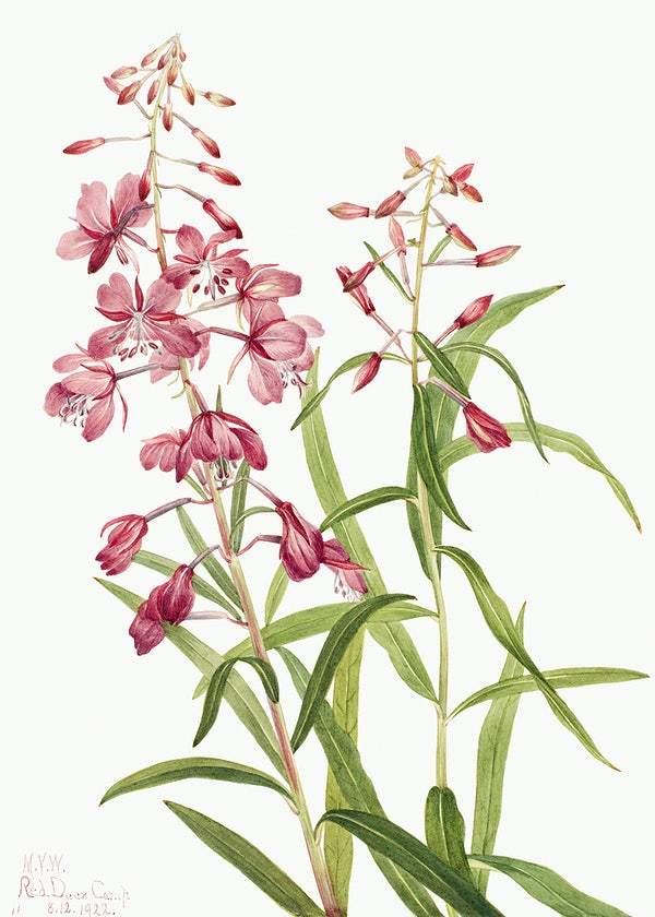 Fireweed (Epilobium angustifolium) (1902) by Mary Vaux Walcott