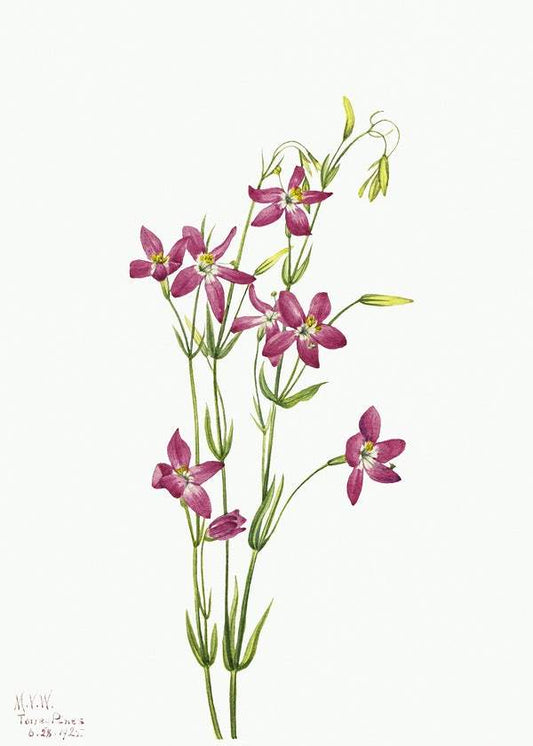 Centaurium by Mary Vaux Walcott