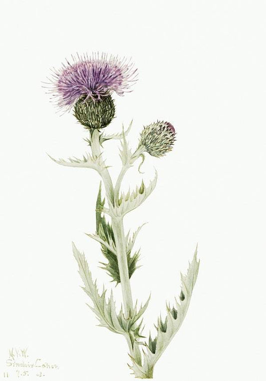 Prairie Thistle by Mary Vaux Walcott