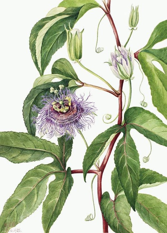 Maypop (Passiflora incarnata) (1926) by Mary Vaux Walcott