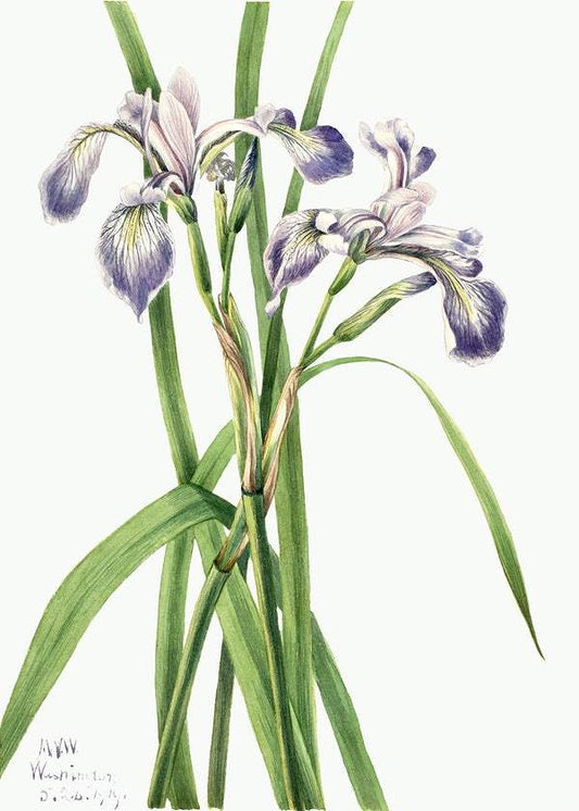 Blueflag Iris by Mary Vaux Walcott