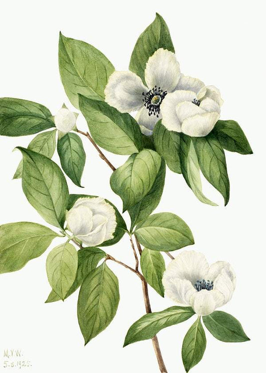 Virginia Stewartia (Stewartia malachodendron) (1925) by Mary Vaux Walcott