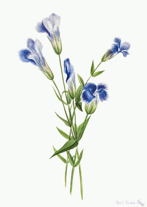 Fringed Gentian (Gentiana crinita) (1905) by Mary Vaux Walcott