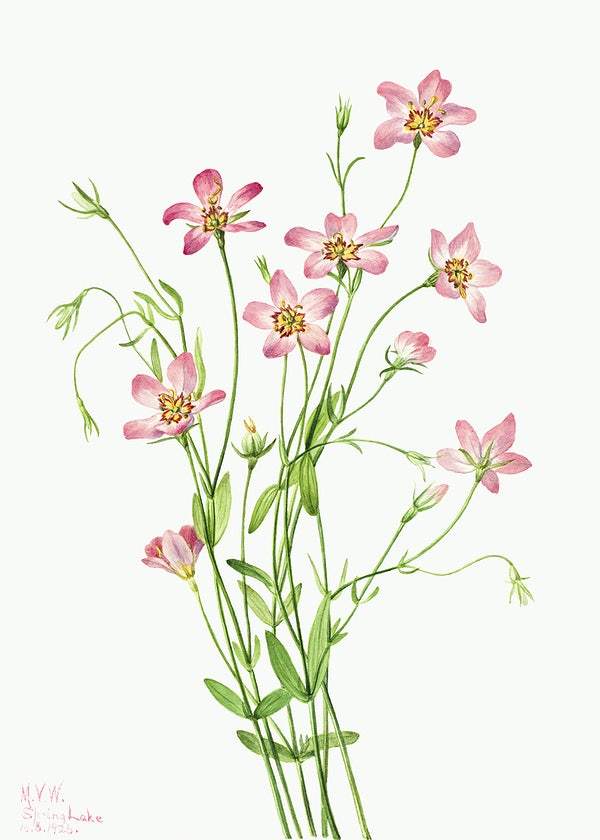 Saltmarsh Rosegentian (Sabbatia stellaris) (1926) by Mary Vaux Walcott