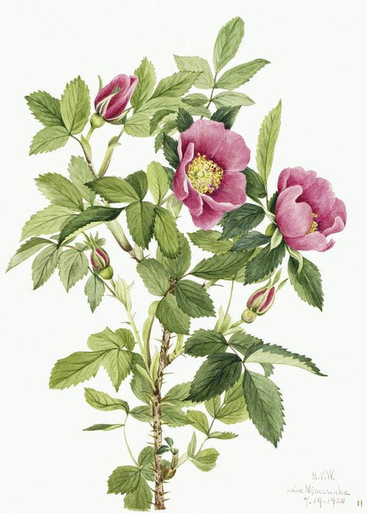 Bourgeau Rose (Rosa bourgeauiana) (1920) by Mary Vaux Walcott