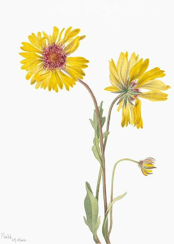 Perennial Gaillardia (Gaillardia aristata) (1904) by Mary Vaux Walcott