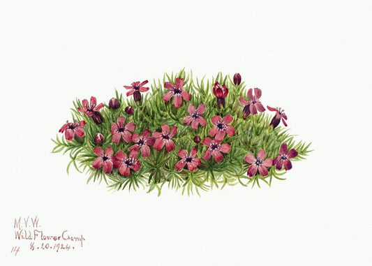 Moss Campion by Mary Vaux Walcott