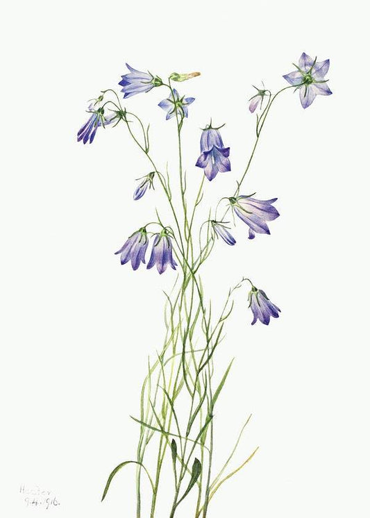 Harebell by Mary Vaux Walcott