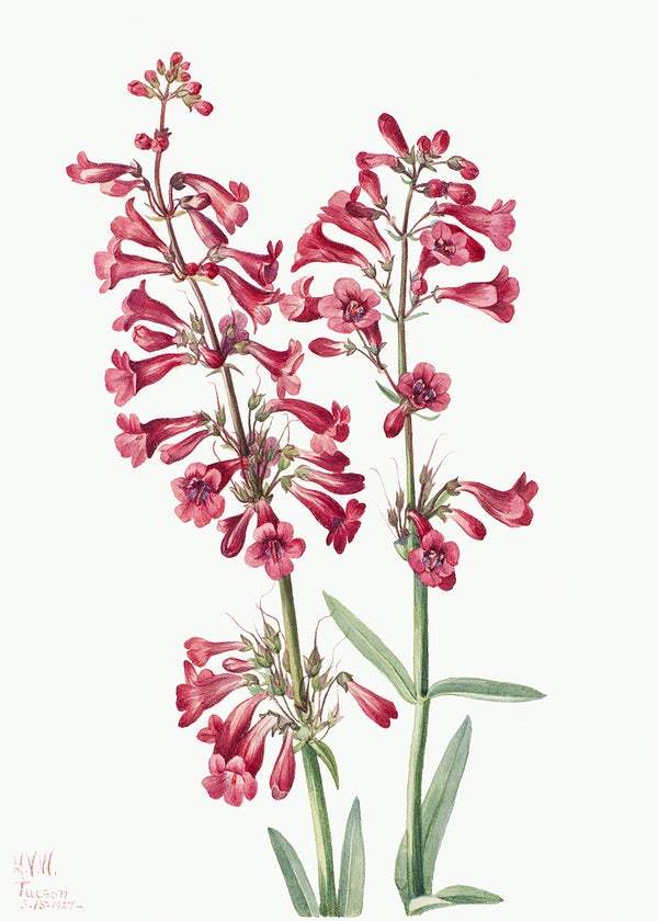 Parry's Penstemon by Mary Vaux Walcott