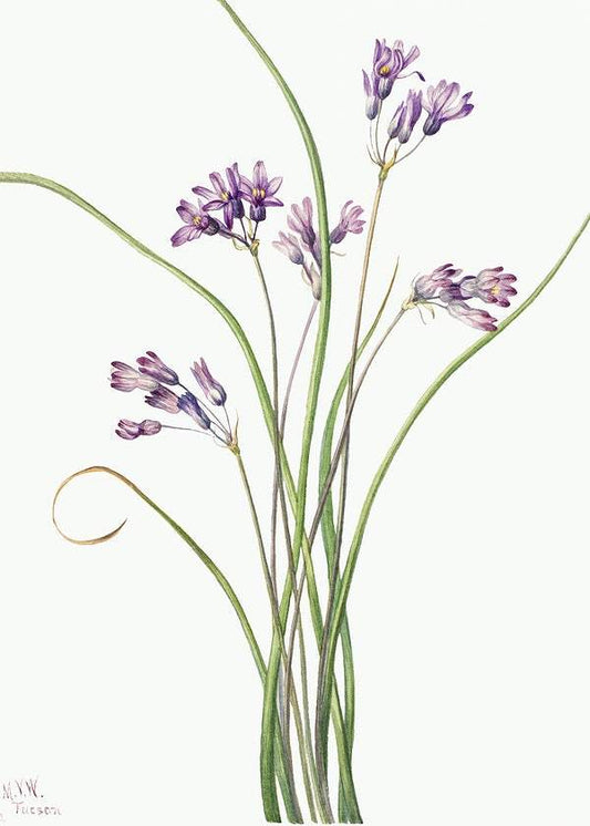 Wild Hyacinth (Brodiaea pulchella) (1927) by Mary Vaux Walcott