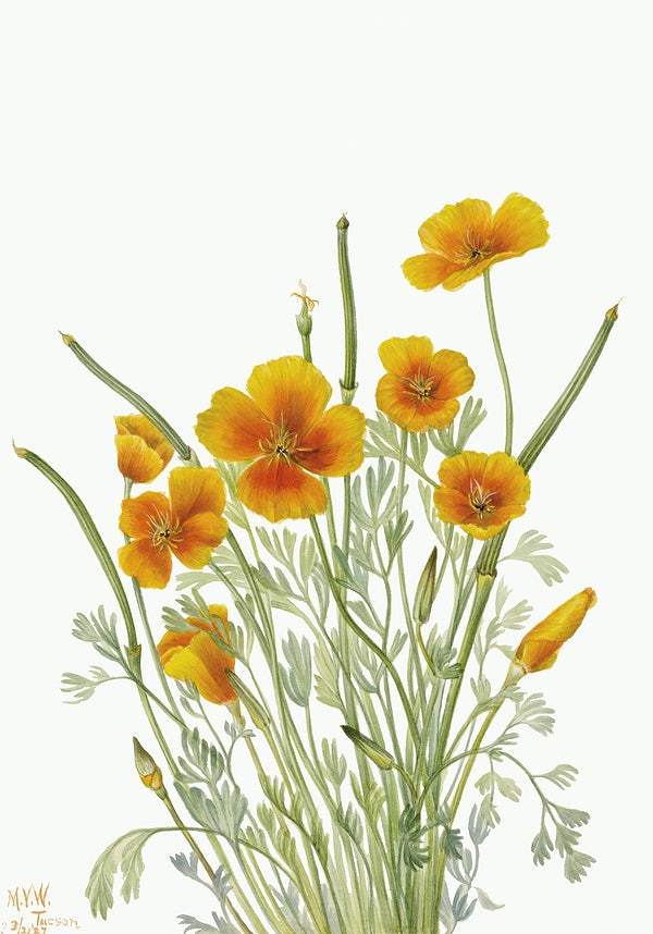 Mexican Poppy by Mary Vaux Walcott