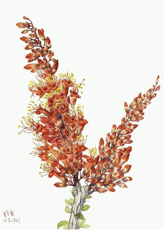 Ocotillo by Mary Vaux Walcott