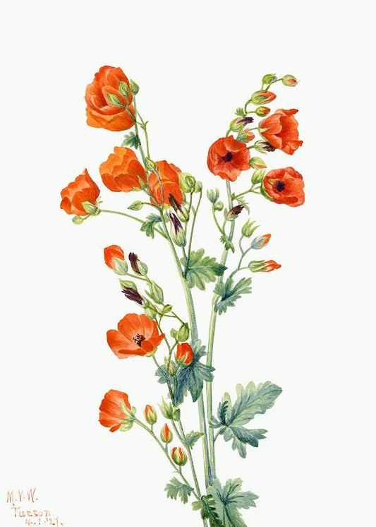 Scarlet Globe Mallow by Mary Vaux Walcott