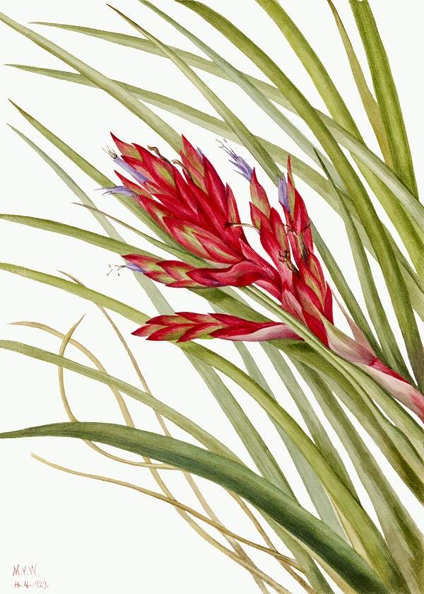 Quill Leaf Tillandsia by Mary Vaux Walcott