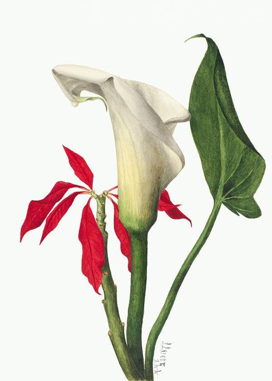 Calla Lily by Mary Vaux Walcott