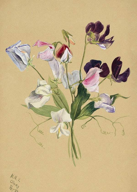 Flower Study by Mary Vaux Walcott (1886)