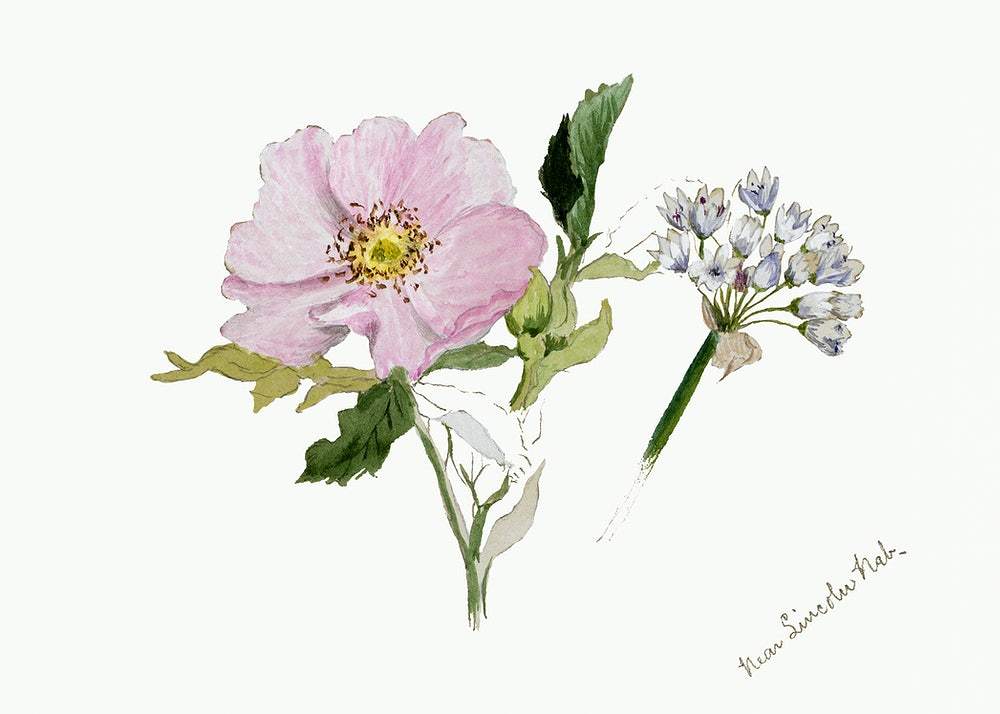 Flower Study (1876–1878) by Mary Vaux Walcott