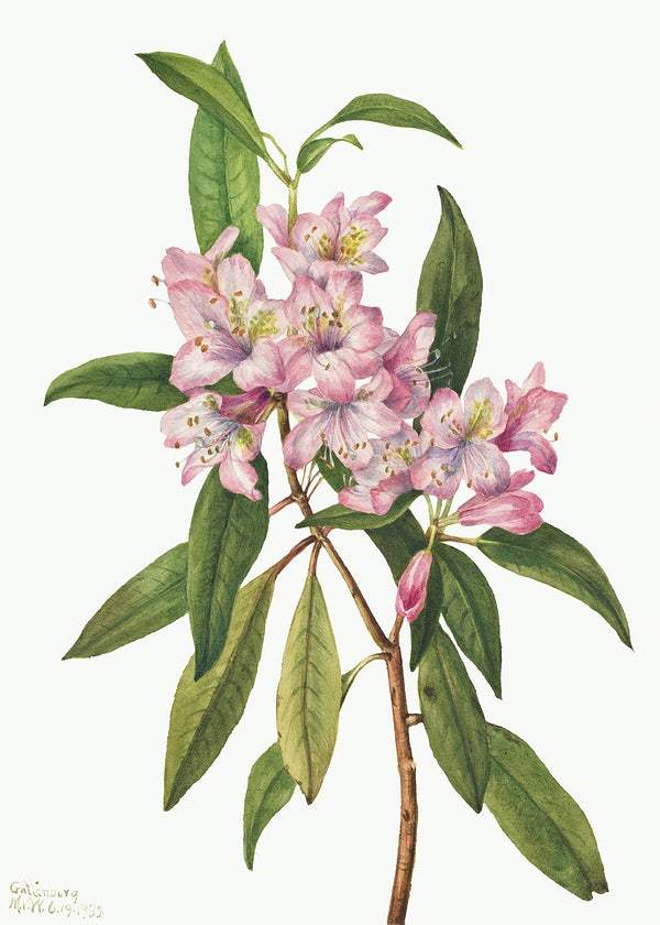 Rose Bay Rhododendron (Rhododendron carolinianum) (1932) by Mary Vaux Walcott