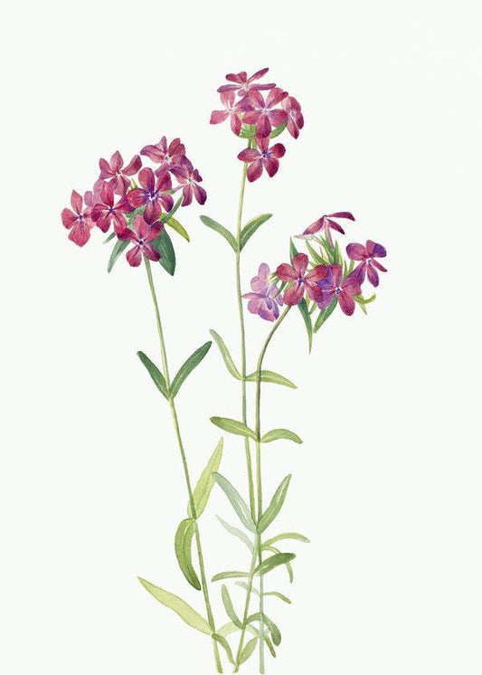 Hairy Phlox by Mary Vaux Walcott